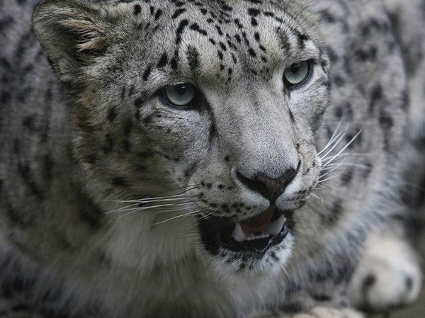 Бекайдар Нургалиев