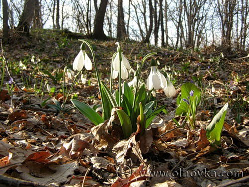 Ирина Кузнецова