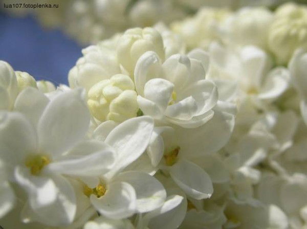 Галина Чернышева