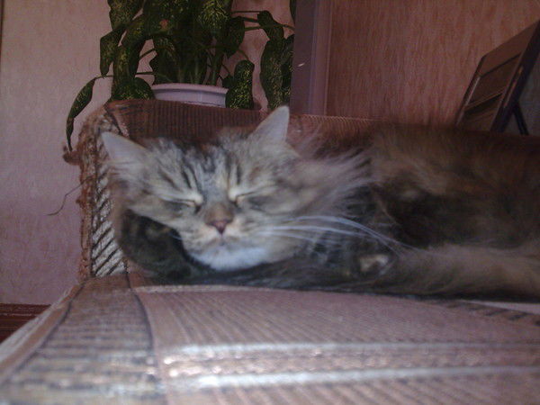 Михаил Лавренчук