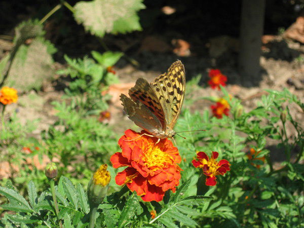 Вадим Божко
