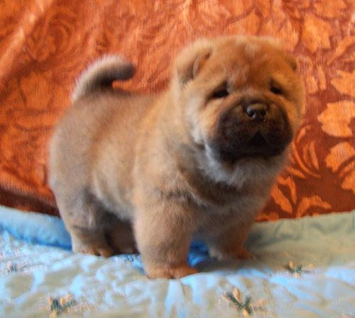 Ирина Стребкова