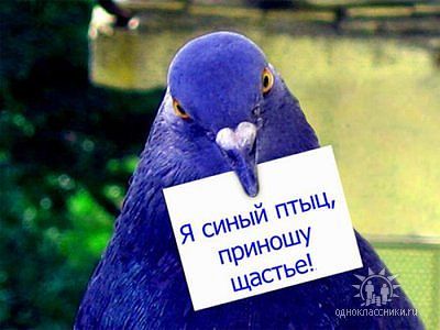 Елена Фоменых