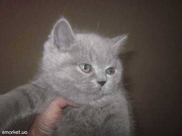 Вадим Котельник