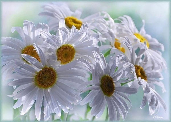 Марина Александрова