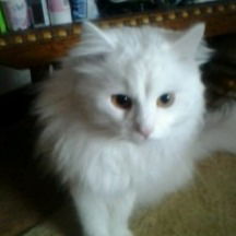 Елена Даниленко