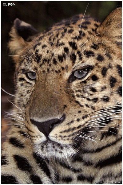 Сергей Белов