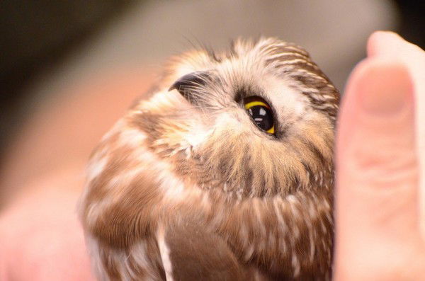 Aleksandra Alpatskaya