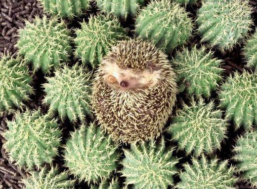 Севак Карапекян