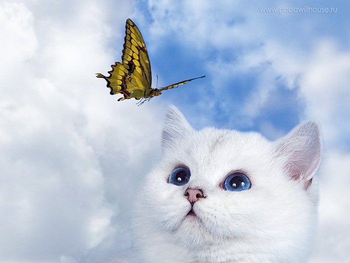 Елена Леонова