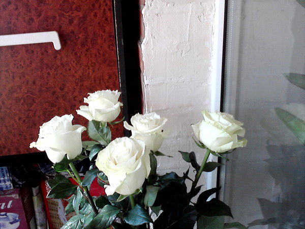 Митрушенко Наталья