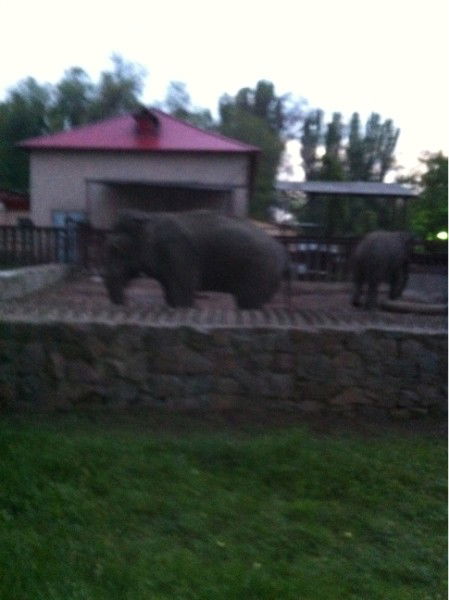 Сайфутдинов Радик