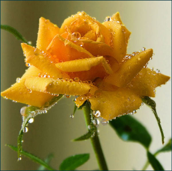 Валя Поддубная