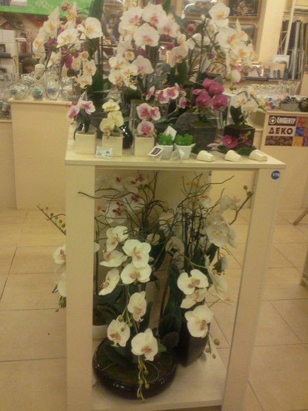 Елена Трачук