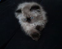 Назар Калинин