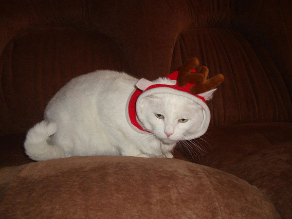 Светлана Болдина