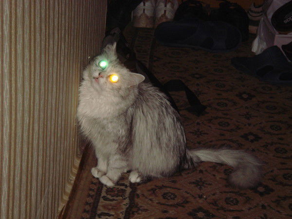 Светлана Яковлева