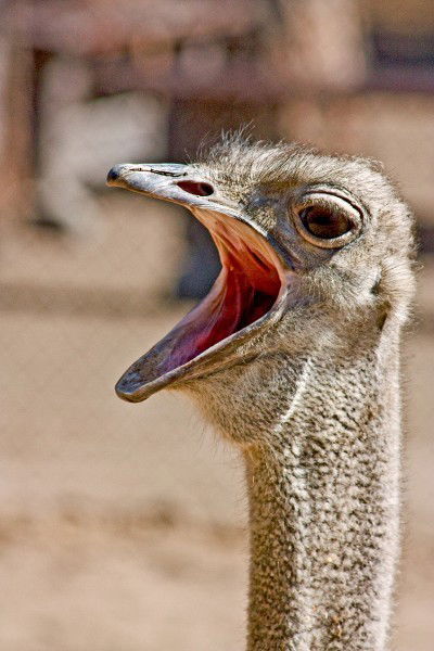 Репников Олег