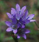 Любовь Чернобровкина