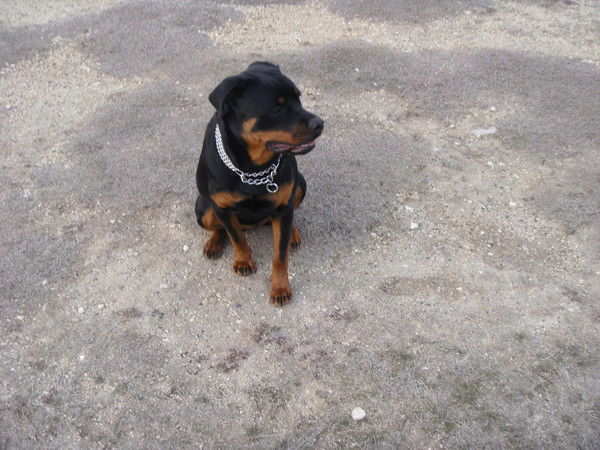 Елена Лыдзарь