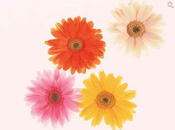 Бабакина Татьяна