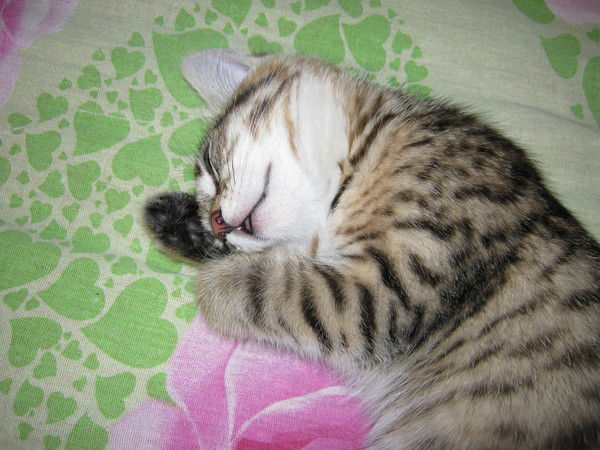 Наташа Рыбакова