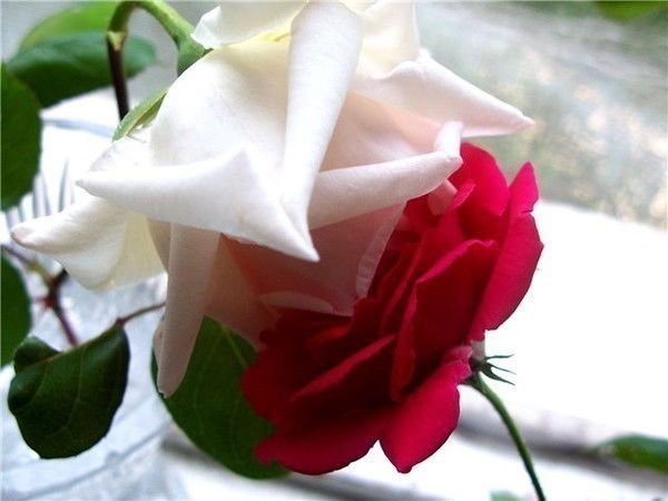 Гульнизада Рысалиева