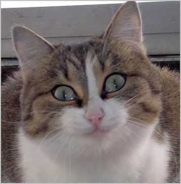 Елена Спиркина