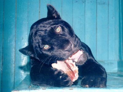 Юля Скоробач