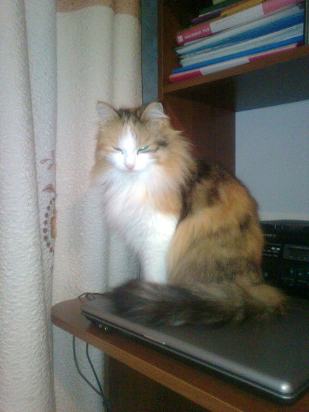 Марина Асеева