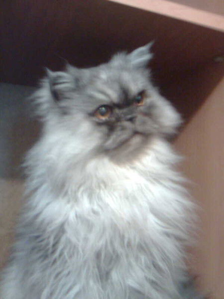 Сергей Яковлев