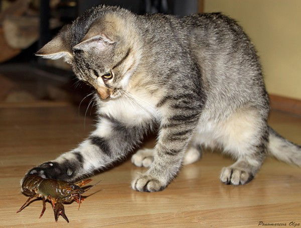 Сергей Минеев