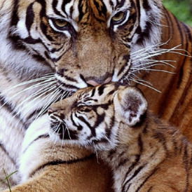 Тигрица Тигрова