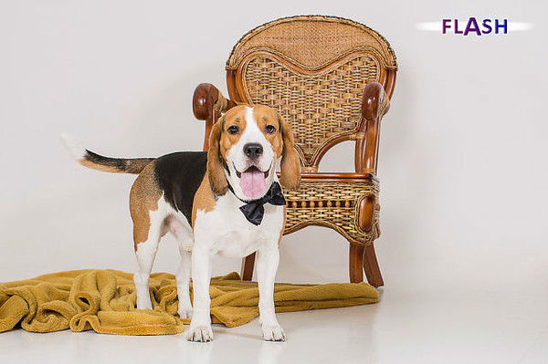 Светлана Паланджян