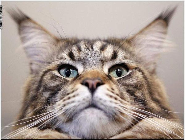 Владимир Никишин