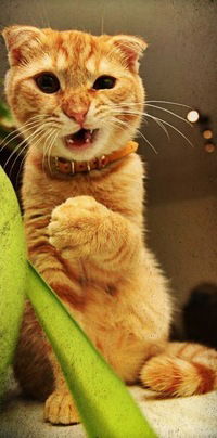 Илья Ледник