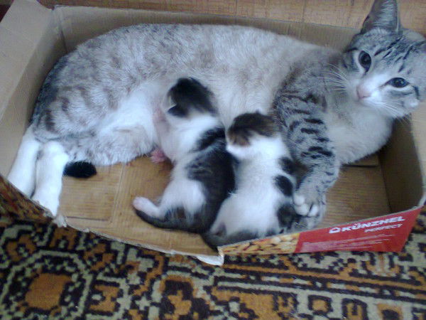 Елена Пичугина