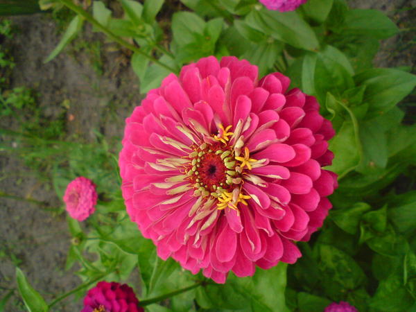 Марина Альбощая