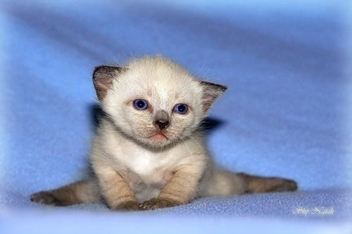 Евгений Кравцов