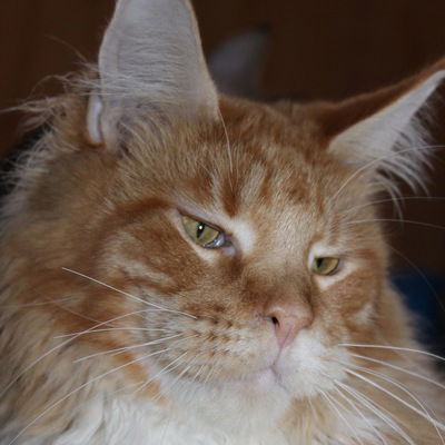 Дмитрий Бушуев