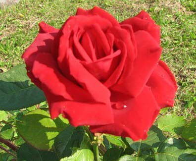 Надежда Токаревская