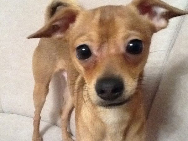 Михаил Шамардин