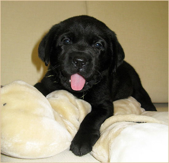 Лена Гребнева