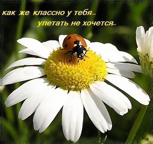 Светлана Аваева