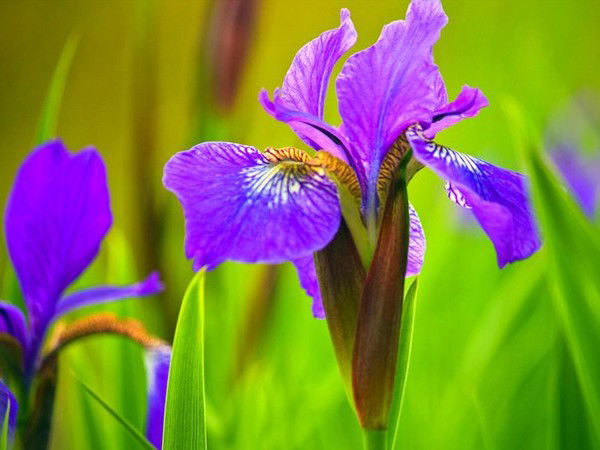 Роза Гадельшина