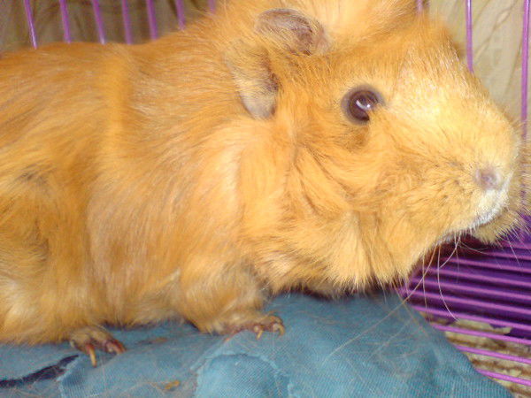 Сергей Володин