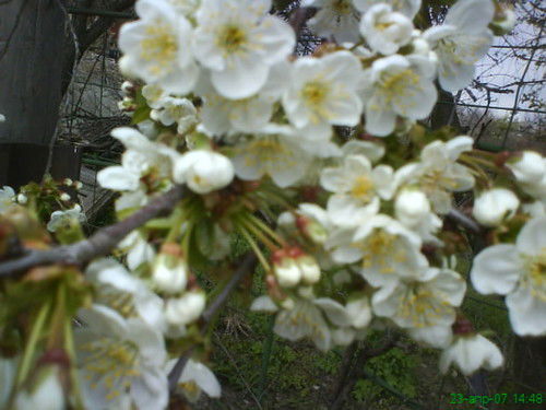 Ольга Антоненко