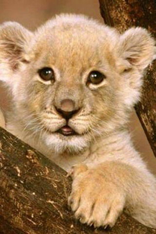 Андрей Смирнов