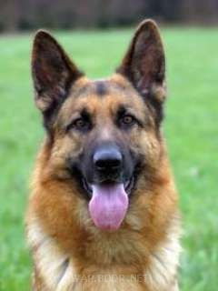 Светлана Пащенко