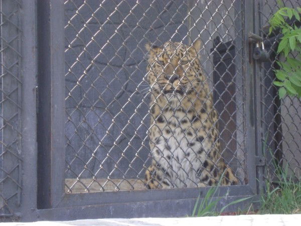 Раиса Крайнова